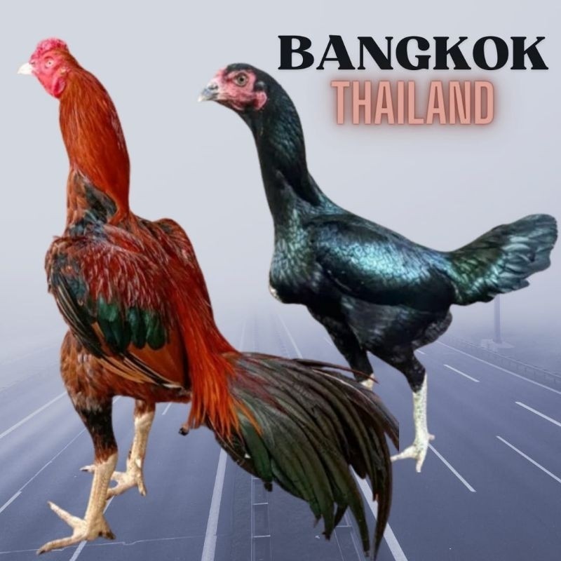 

telur ayam bangkok petarung bisa untuk di tetaskan