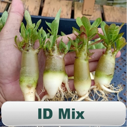 Murah Tanaman Hias Adenium Godji x Emerald Tank - ID mIX