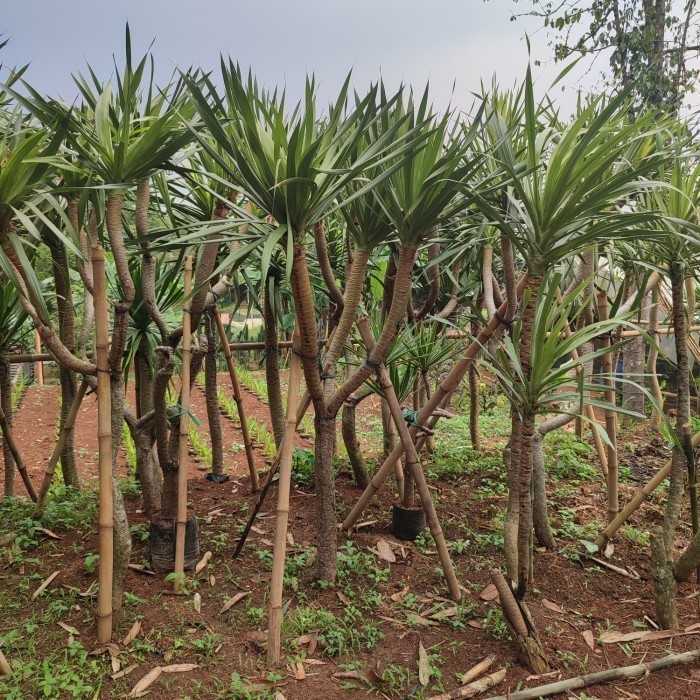 Murah tanamana hias murah pandan bali besar