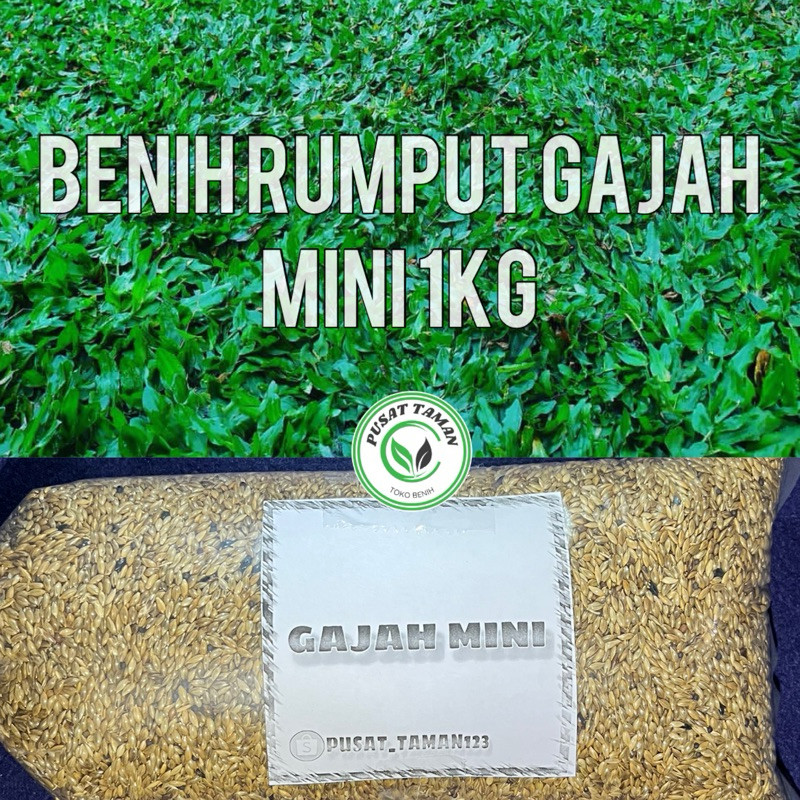 1kg/benih rumput gajah mini/rumput gajah