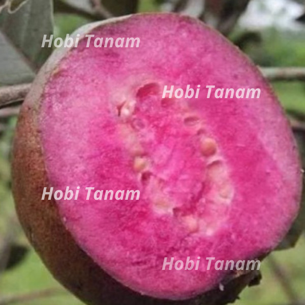 bibit jambu australia cepat berbuah bibit jambu merah bibit jambi biji merah australia bibit jambu k