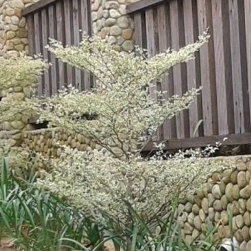 Bibit Pohon Ketapang Kencana Varigata uk Sedang ( Daun Putih Asli )