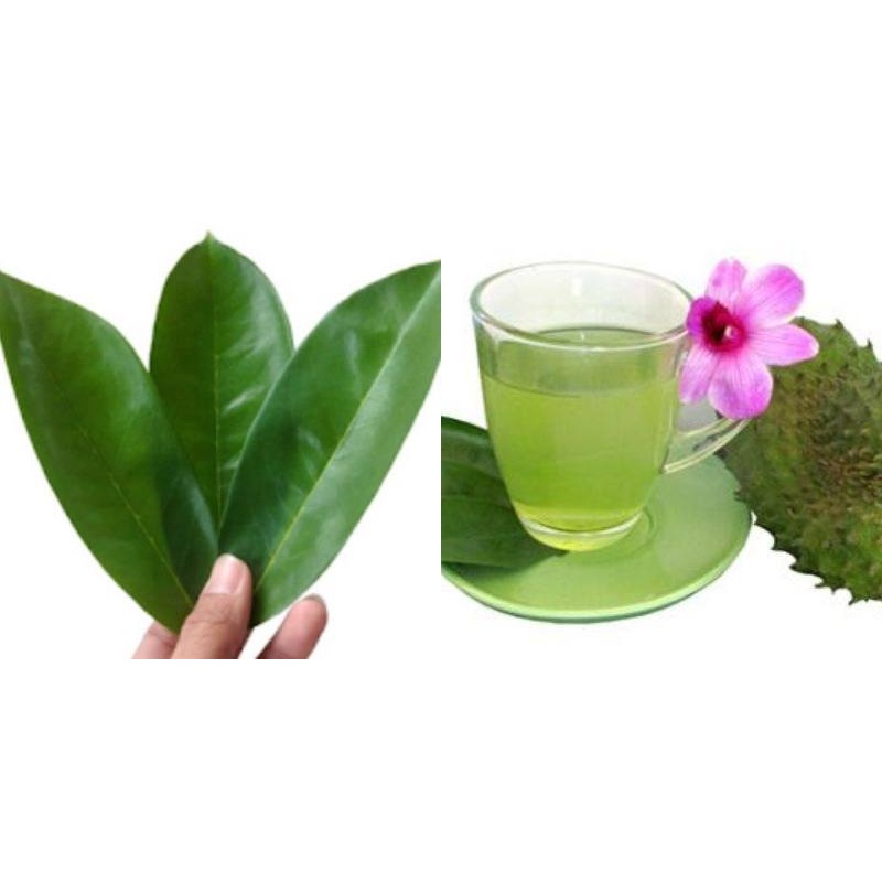 

TERMURAH Daun sirsak segar organik 500gr100% bebas kimia / pestisida