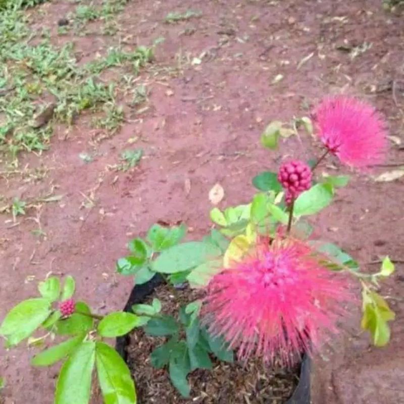 { Bisa COD } Tanaman hias bunga kaliandra Lusiana - Kaliandra Lusiana