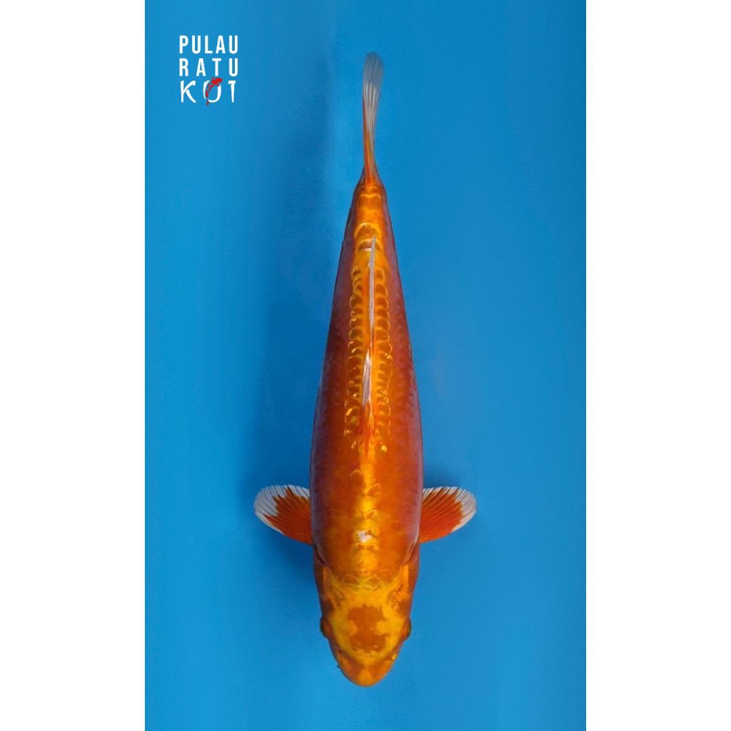 Doitsu Orenji Ogon 45 bu ooyama Ikan Koi Import Sertifikat Breeder