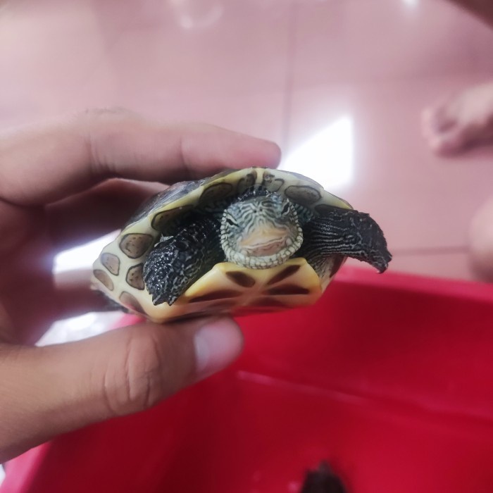 Mainan Kura Ocadia Sinensis