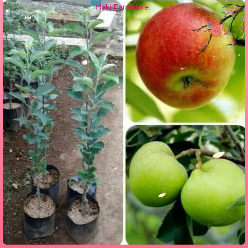 Terlaris Bibit Tanaman Buah Apel Anna Unggul-Bibit Buah