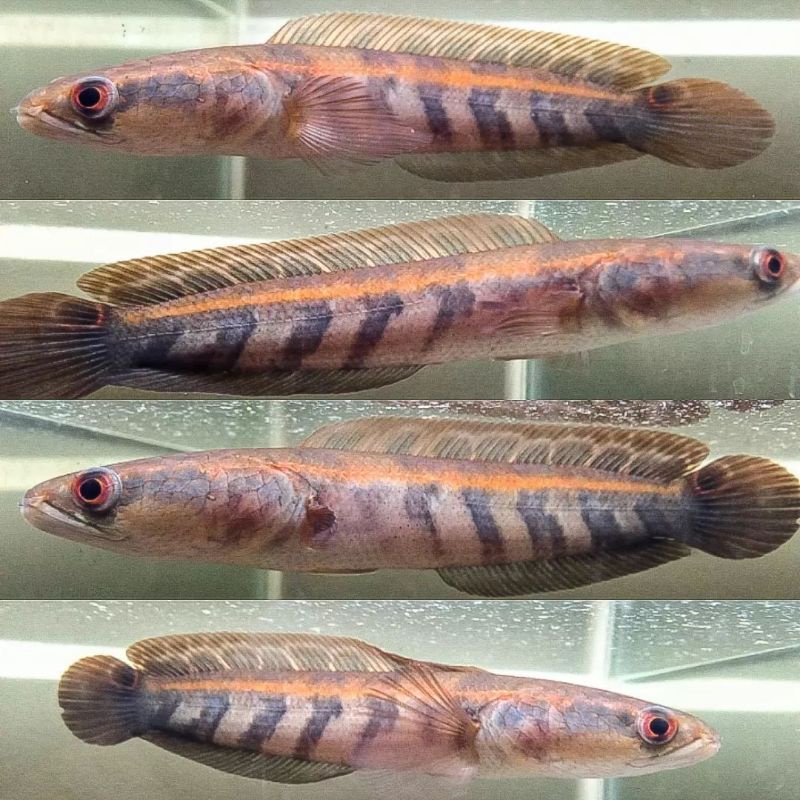 Super Red Barito 11-13cm