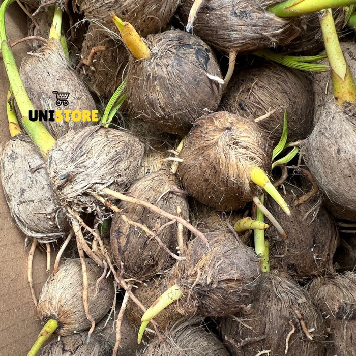 PINANG BETARA VARIETAS PINANG UNGGUL NASIONA ASLI JAMBI - LOKAL