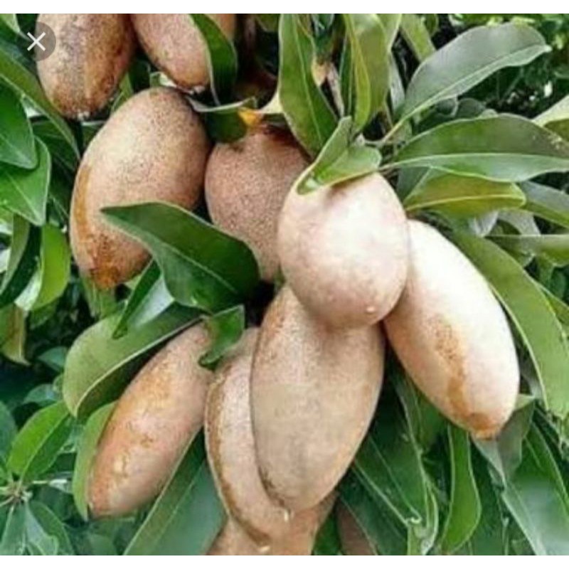 BIBIT BUAH SAWO MANILA BERBUAH/BERBUNGA (SUPER)