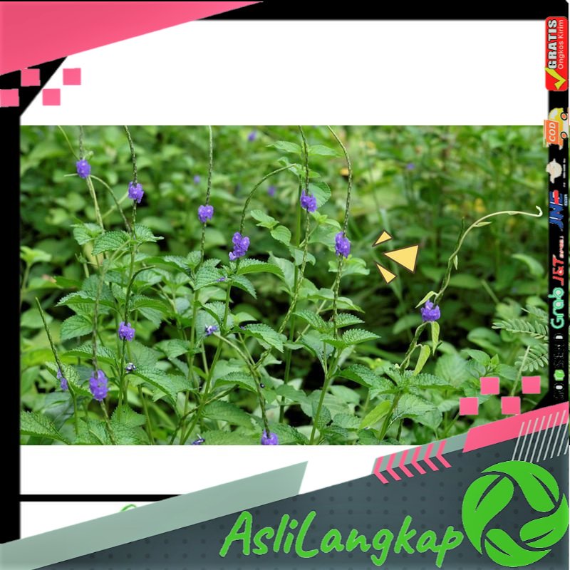 

Daun Pecut kuda Daun Jarong Segar 500Gram