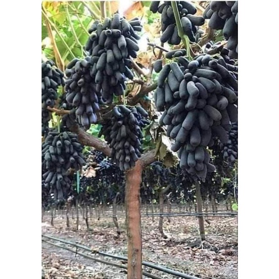 Bibit Anggur Moondrop - Anggur Sweet Saphire - Anggur Avatar