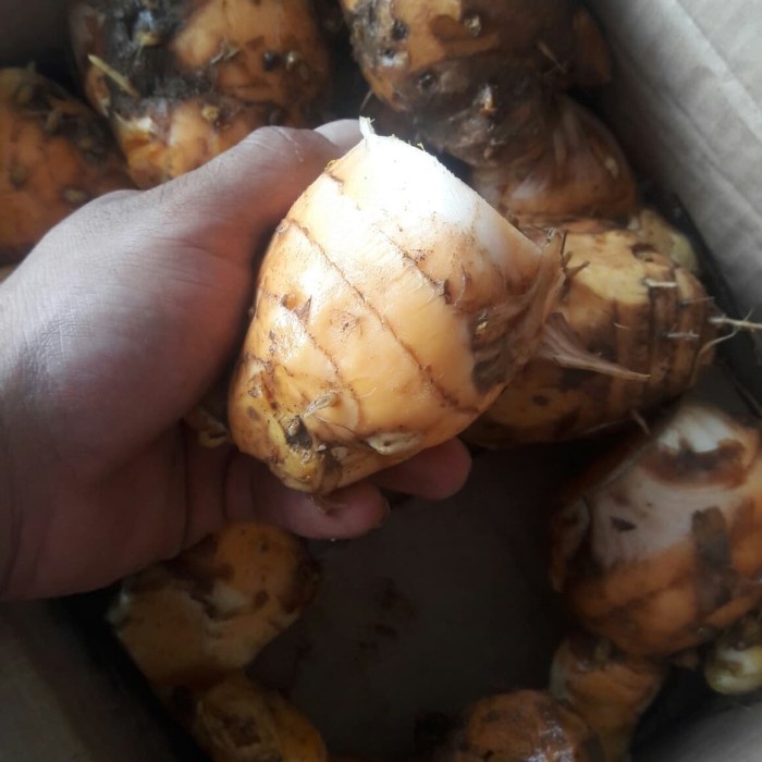 

COD Muarah Bongol temu lawak segar 1kg bersih