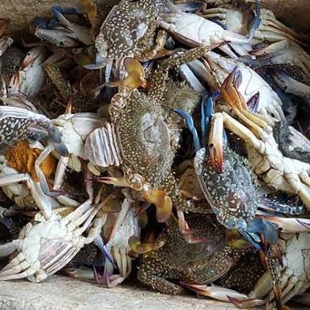 Baby Crab Rajungan Laut Segar 1kg