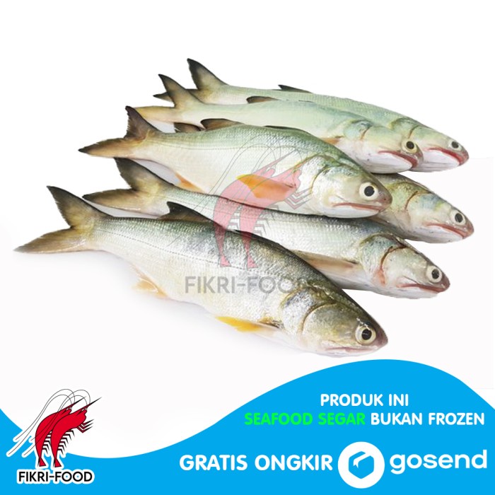 

Ikan Senangin / Kuro Ikan Laut Segar 1kg