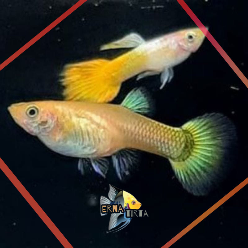guppy yellow micarif pembersih kaca siap breading erna tirta