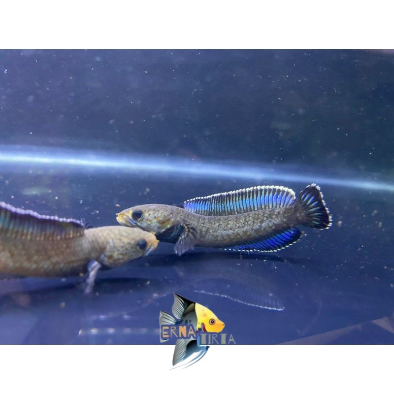 Pemanis akuarium Promo big sale CHANA ANDRAO  BERKUALITAS ernatirta