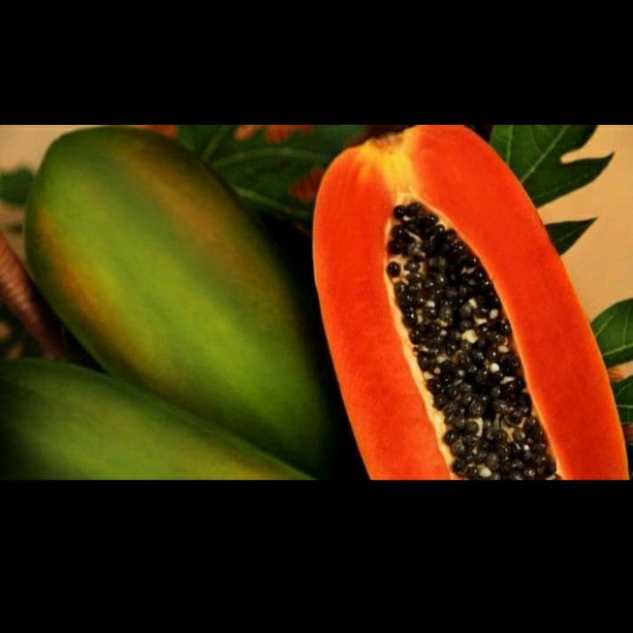 BIBIT PEPAYA CALIFORNIA SUPERUNGGUL/ BIBIT PEPAYA CALIFORNIA ASLI