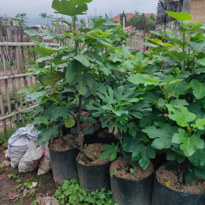 Tanaman Buah Tin Besar dan Sudah Berbuah