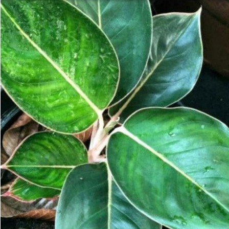 AGLONEMA LIPSTIK FLAMINGO/BIBIT TANAMAN HIAS AGLO FLAMINGGO