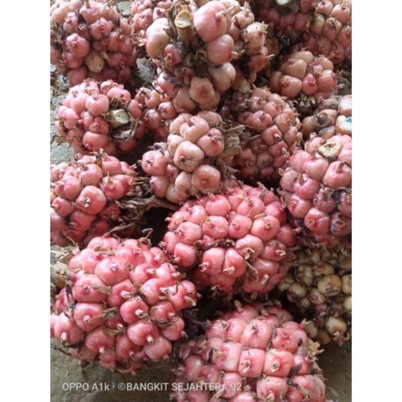 

New Promo 1kg asam cekala / asam cikala / asam patikala / buah kecombrang / cekala segar karo bumbu enak COD