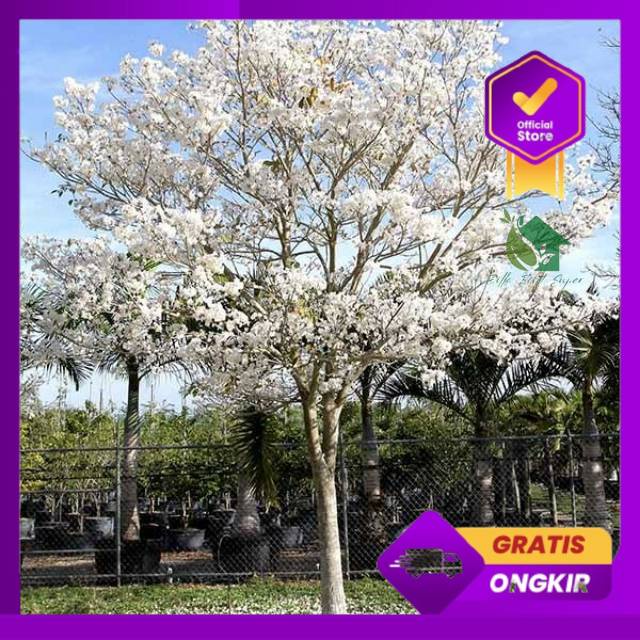 Bibit Tanaman tabebuya Putih / Bibit bunga Tabebuya Putih / bibit Pohon Tabebuya / Bibit bunga sakur