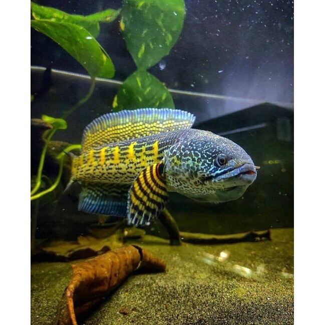 |COD| CHANNA AURANTI BABY SZ 4-5 cm