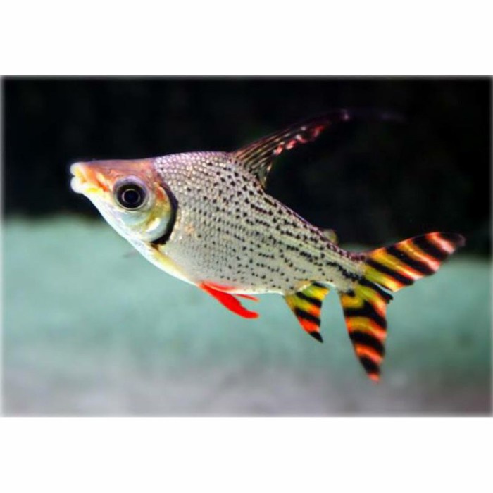 ikan red feifeng size 7cm