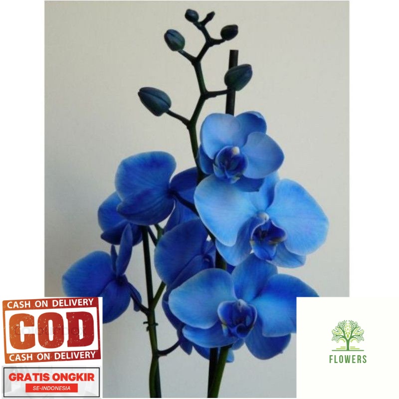 ANGGREK DENDROBIUM BLUE JUMBO-sudah Spike/Knop dendrobium-ANGGREK DENDROBIUM DEWASA-BUNGA HIAS ANGGR