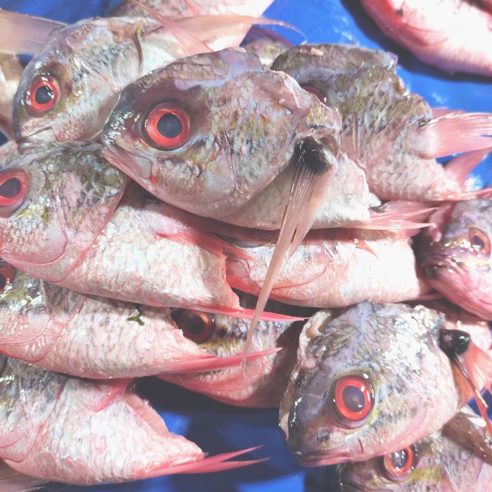 

kepala ikan rappo rappo pasar online makassar