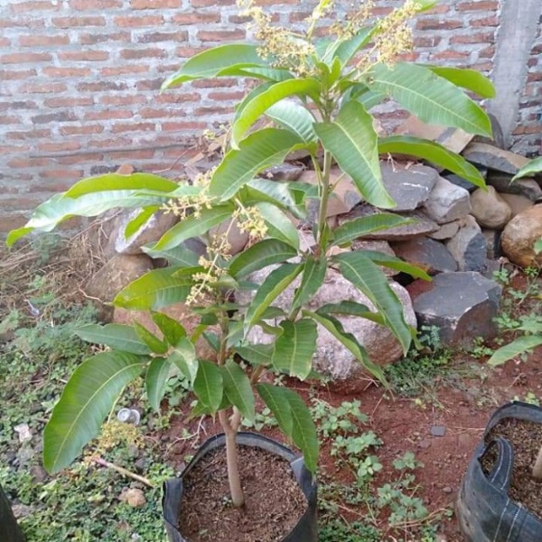 STOK TERBATAS bibit mangga manalagi kondisi berbunga / berbuah cepat berbuah