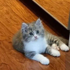 GRATIS ONGKIR KUCING PERSIA KITTEN PERSIA BSH ODD EYES MUNCHKIN RAGDOLL BENGAL MAINECOON