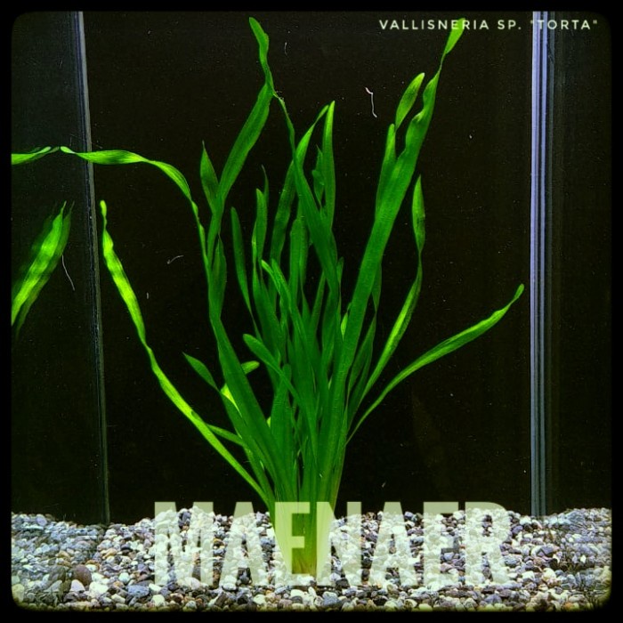 

[Big Sale] Vallisneria sp Torta