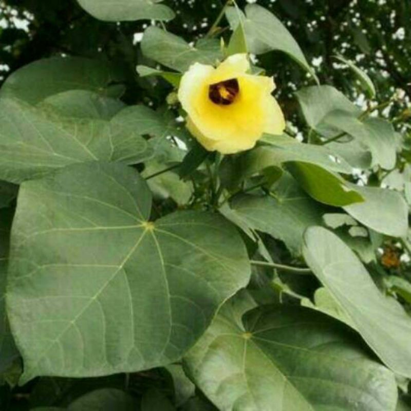 

Mengatasi rambut rontok herbal Daun waru 200 gram baru petik