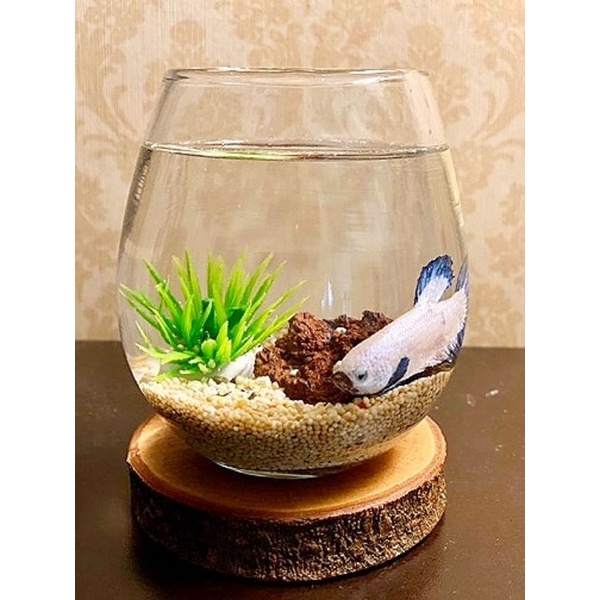 Akuarium Mini Bulat Aesthetic / Tank Cupang / Aquarium Guppy / Aquascape Unik