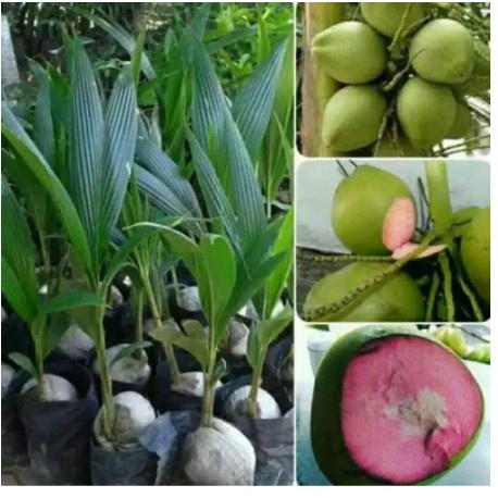 Bibit Kelapa Wulung Asli // bibit kelapa ijo Wulung // bibit kelapa