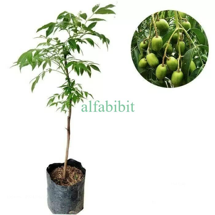 BIBIT BUAH KEDONDONG/DONDONG CEPAT BERBUAH