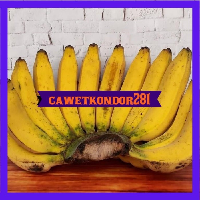 Bibit Pisang Raja Bulu