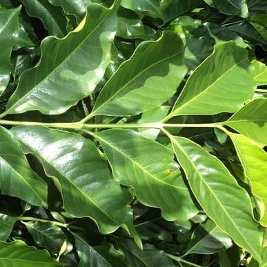 

Daun kopi segar - daun kopi fresh 100 gram( kawa daun)