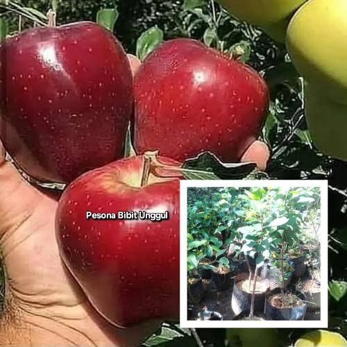 bibit buah apel merah washington