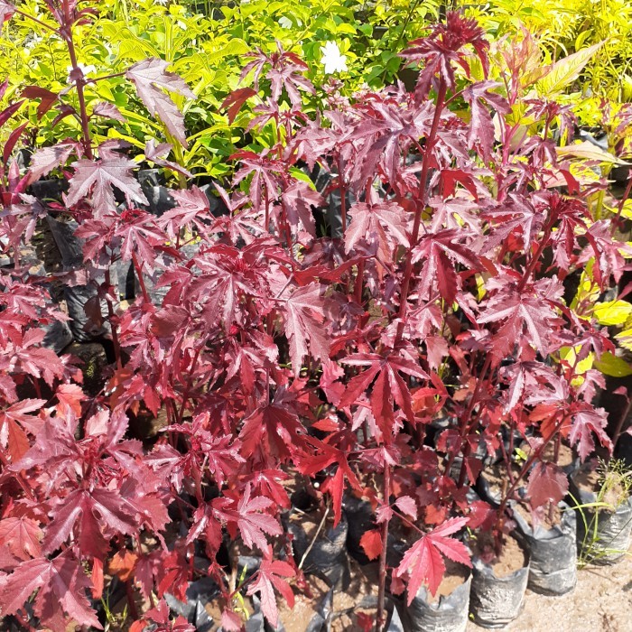 Tanaman Hias Red Maple/ Red Panama, Bahan Bonsai Red Maple/ Panama