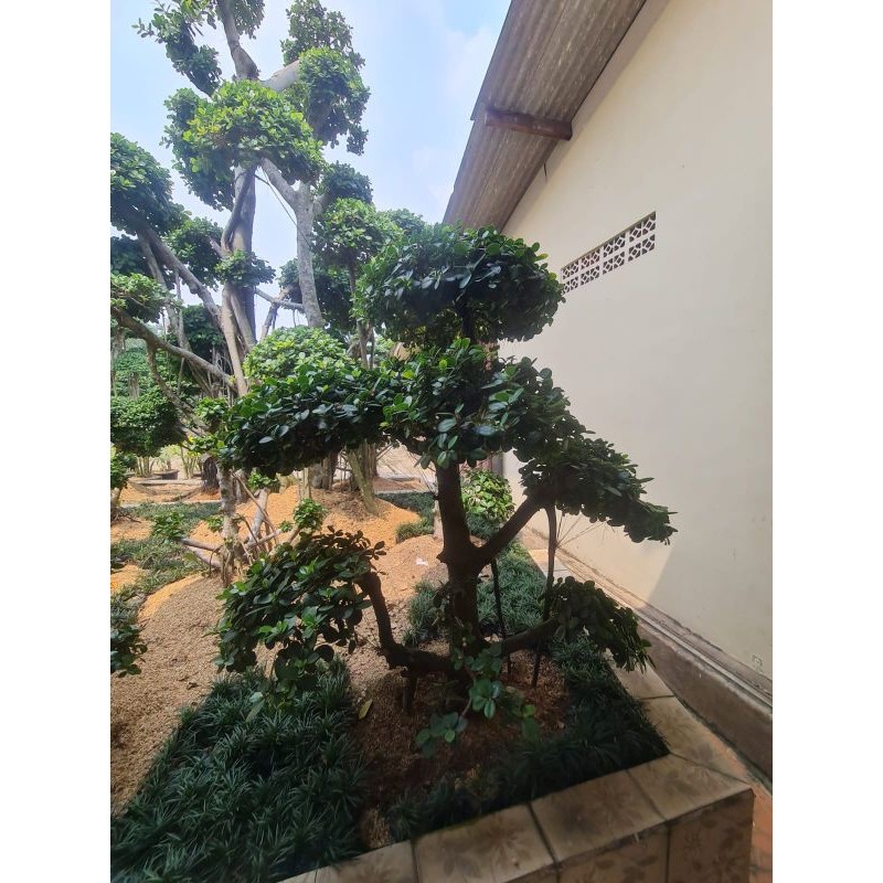 bonsay beringin korea super batang besar taman menjadi cantik