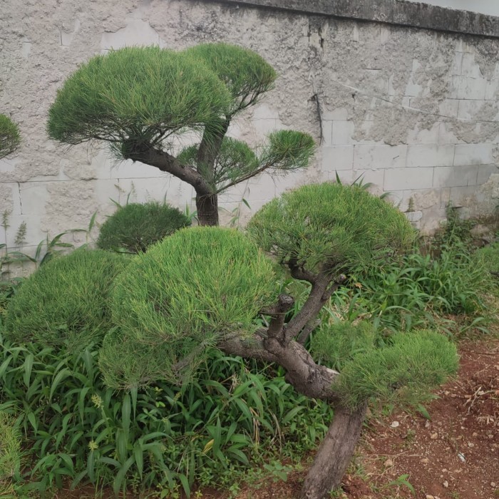Murah tanaman hias cemara udang bonsai besar
