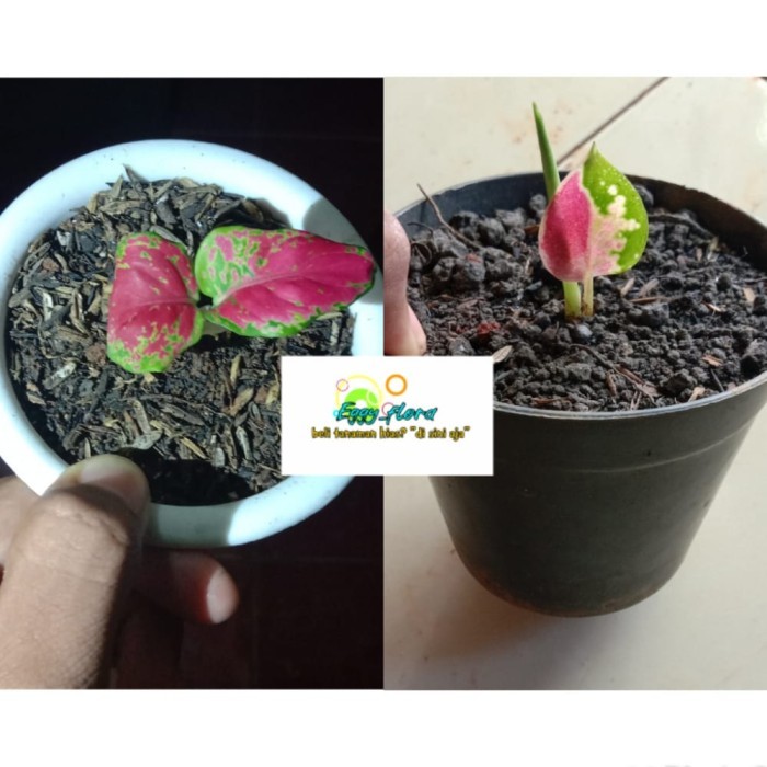 paket 2 aglonema red anjamani suksom jaipong