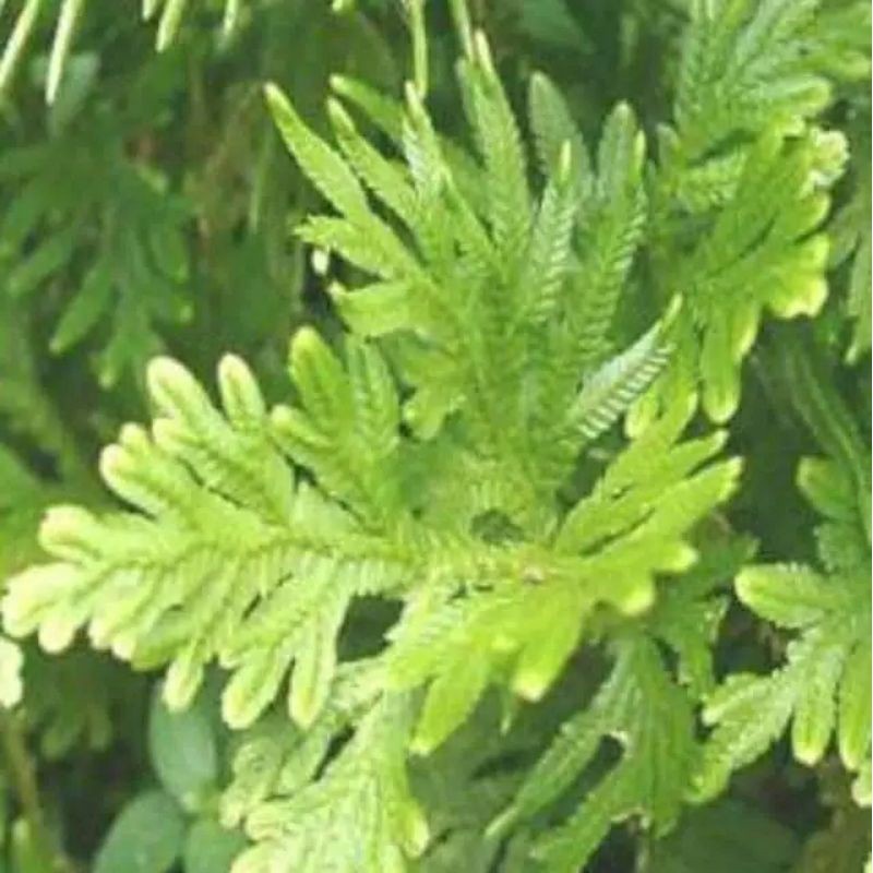 

DAUN HERBAL CAKAR AYAM PENGOBATAN KANKER COD termurah berkualitas fresh dan bisa cod