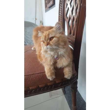 Open Adopt Kucing Anggora Jantan.