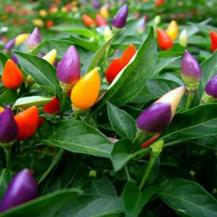 Bibit Tanaman Cabe Hias Pelangi pohon hidup