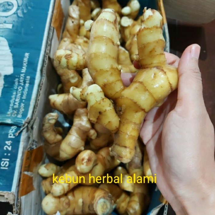 

kunyit putih 250 gram