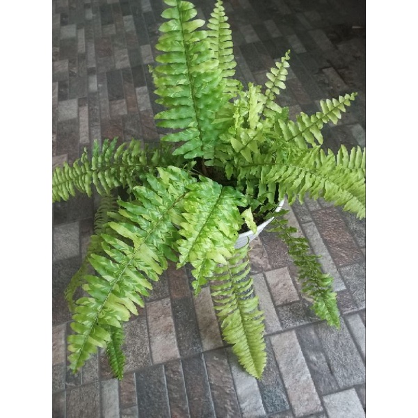 Pakis boston varigata (Nephrolepsis exaltata bostoniensis) murah -Tanaman hias pakis boston varigata