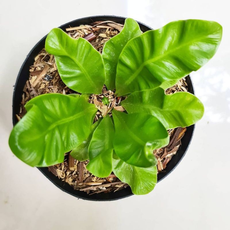 ( TERMURAH) Tanaman Hias Kadaka Lasagna - Tanaman Hidup Kadaka Lasagna - Pohon Kadaka lasagna